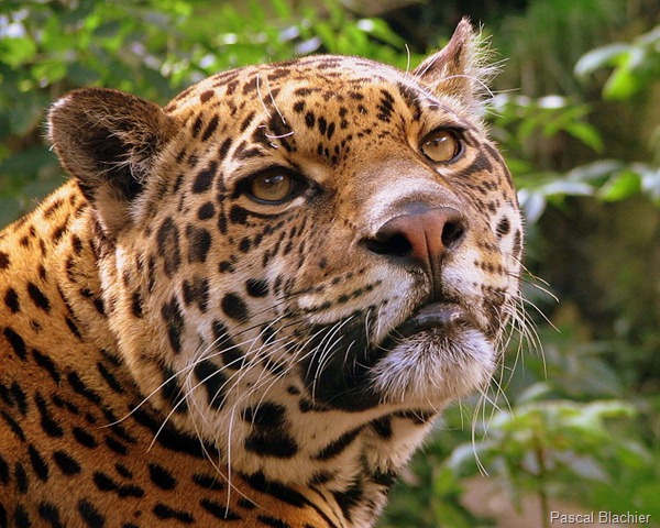 [750px-Jaguar_at_Edinburgh_Zoo%255B6%255D.jpg]