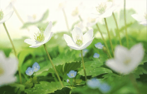 tumblr_mil11raWFm1qce7tgo1_500.gif