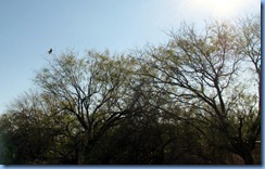 5848 Texas - US-77 South - one of dozens of bird of prey alongside US-77