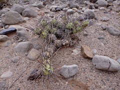 Vicious cactus in our wild campspot  outside Jachal.