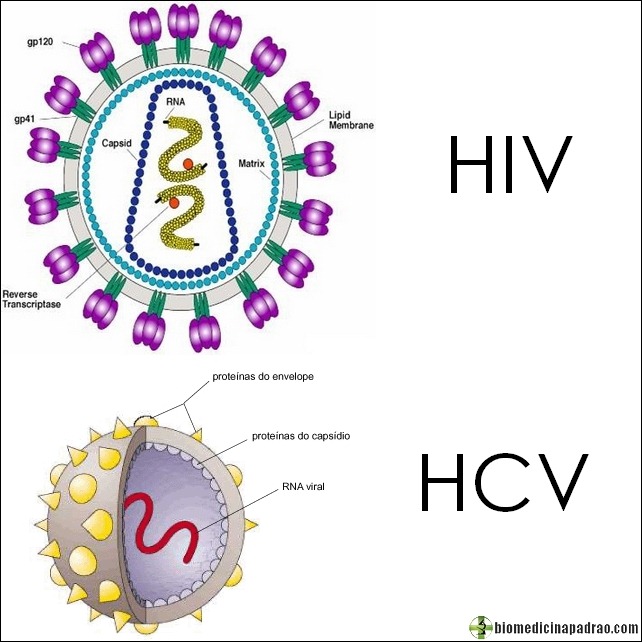 HIV-HCV