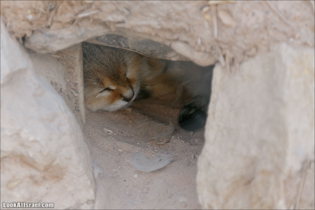 LookAtIsrael.com - Заповедник библейских животных Хай Бар | Hai Bar reserve | חי בר