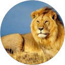 Trendafil Dimitrov profile picture