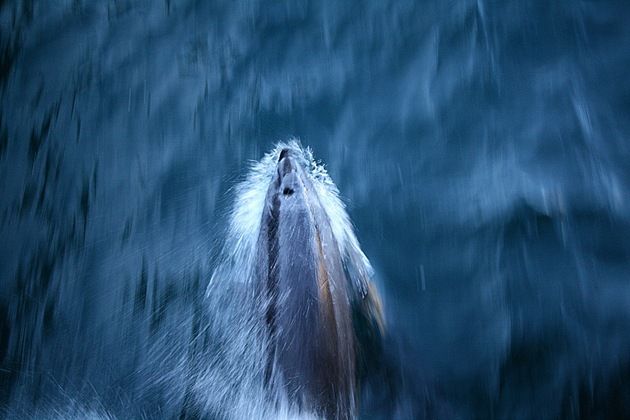 [Dolphinmovingfast%255B1%255D.jpg]