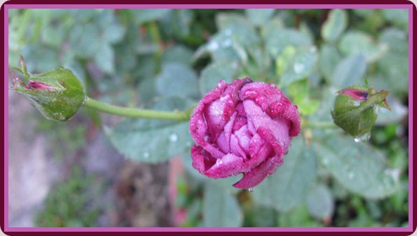 05-21-lavender-rose