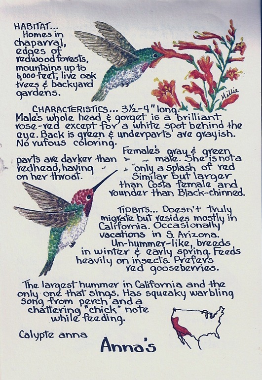 [Annas-hummingbird-description4.jpg]