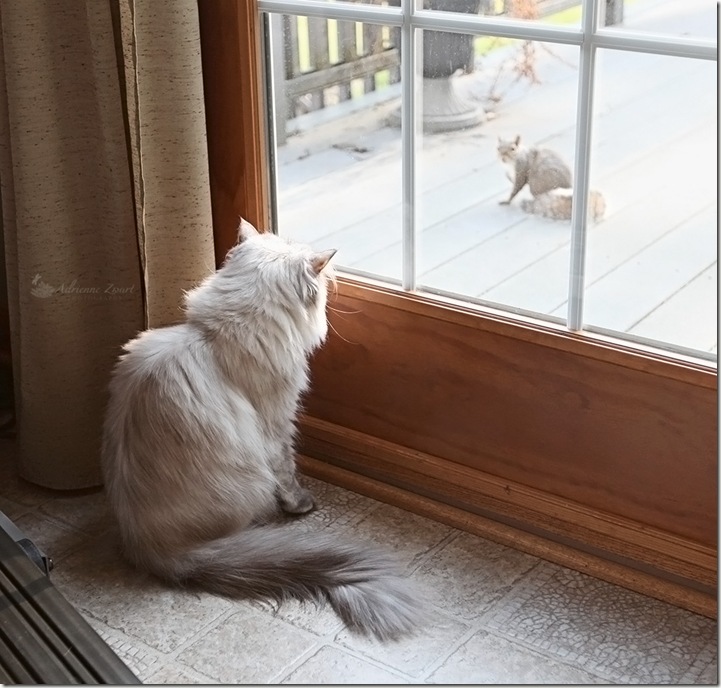 squirrel watching cat watching squirrel. 