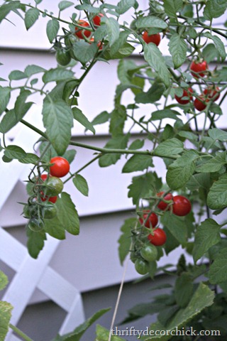 [cherry-tomatoes-garden%255B3%255D.jpg]