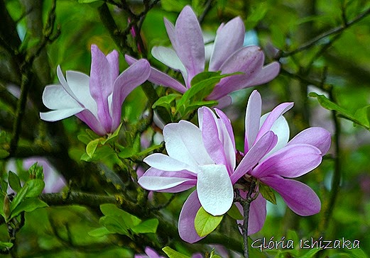 Glória Ishizaka - flor 4