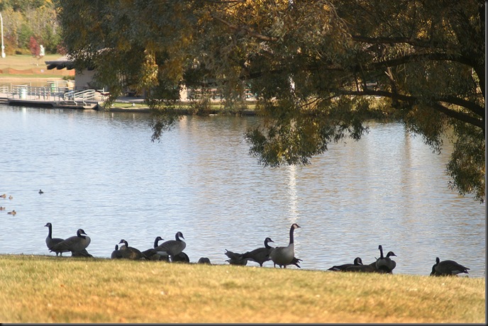 Geese in the shade