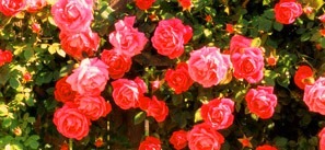 [Miniature-Red-Rose-Vine6.jpg]