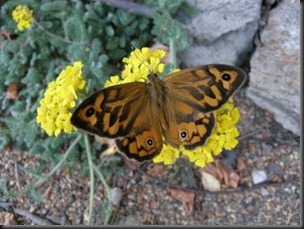 common brown butterfly