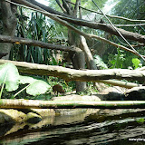 ZOO w Singapurze