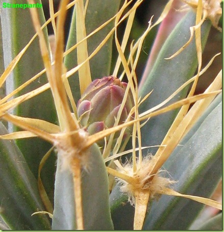 Leuchtenbergia principis bocciolo spine