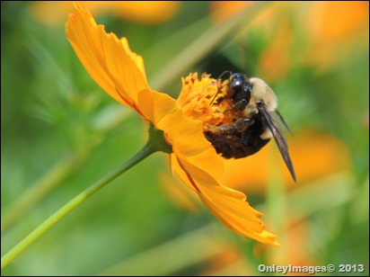 bee on coreopsis0821 (7)