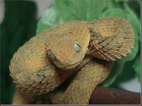 Amazing Animals Pictures The Bush Viper (11)