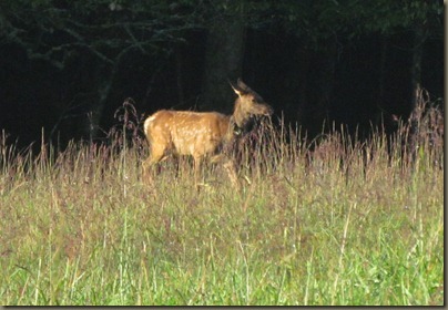 juvinile Elk at  Cataloochee Valley