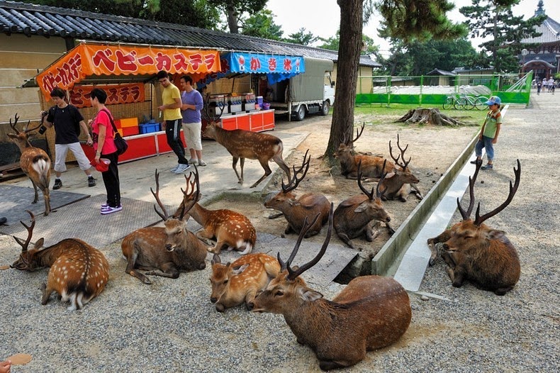 nara-deer-1