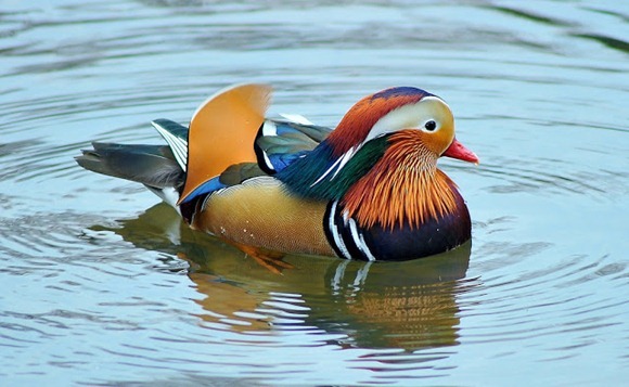 most-colorful-duck-4