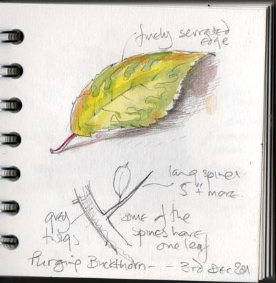[leaf%2520bg%255B6%255D.jpg]
