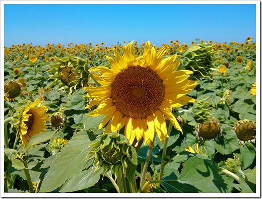130706_CR102_sunflowers_06