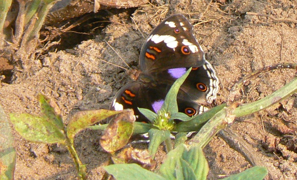 [Butterfly-at-Thabor11.jpg]