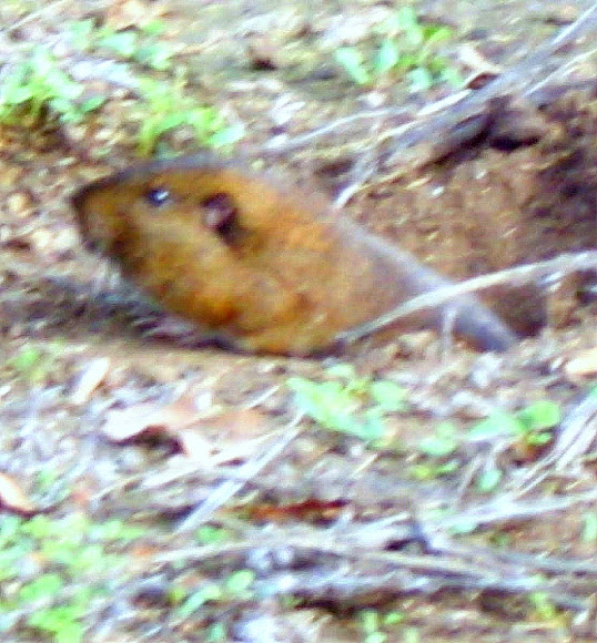California Vole Project Noah