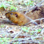 California Vole