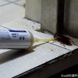 [開箱]一點絕蟑螂藥餌劑誘蟑實拍全紀錄