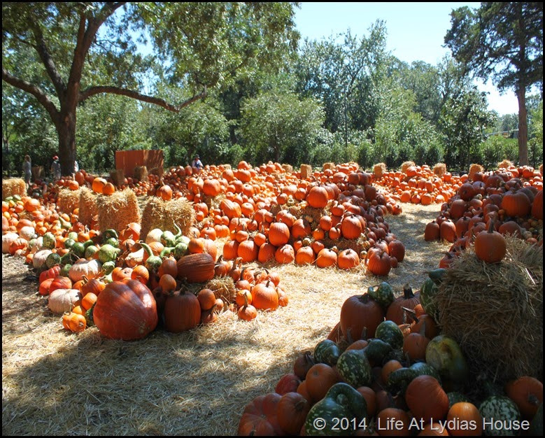 Dallas Arboretum - pumpkin festival-pumpkin village 3