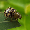 Tea tree leaf beetle