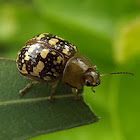 Tea tree leaf beetle