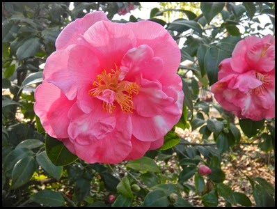 camellia3