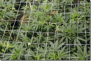 marijuana-plants600