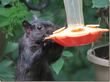 squirrel - hb feeder