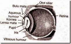 Alat optik mata