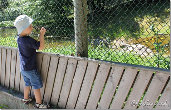 IMG_3337 IMG_3337