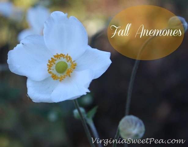 [Fall%2520Anemone%255B3%255D.jpg]