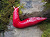 Giant Pinks Slugs of Mount Kaputar