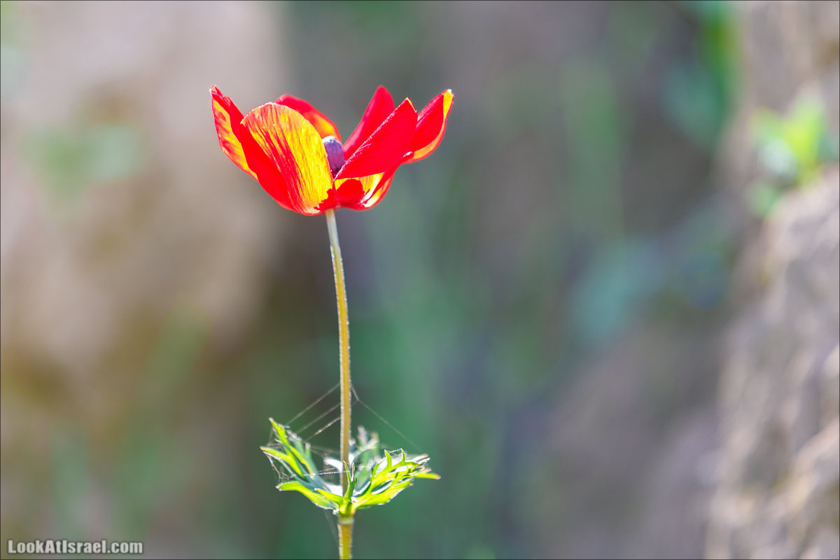 Анемоны (каланиет) пустыни Негев - Фестиваль Даром Адом в LookAtIsrael.com - Фото путешествия по Израилю | Red South festival of anemones in Negev | דרום אדום - קלניות בבארי