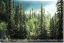 boreal-coniferous-forest