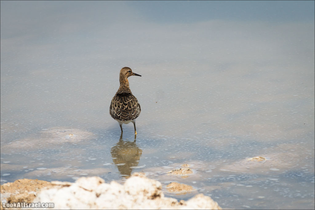 Озера с Фламинго | LookAtIsrael.com: Фото-блог о путешествиях по Израилю. Тель Авив, Иерусалим, Хайфа 