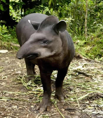 [Tapirdesmontagnes3.jpg]
