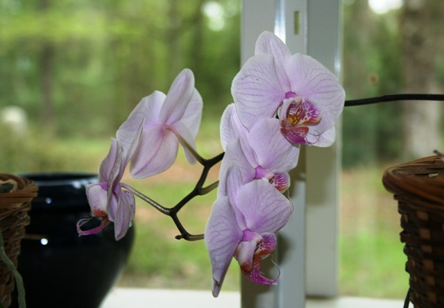 [orchid2%25203-8-12%255B2%255D.jpg]