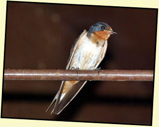 07b - Barn Swallows Adult