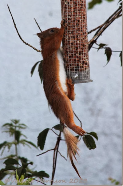 red-squirrel injured tail 4