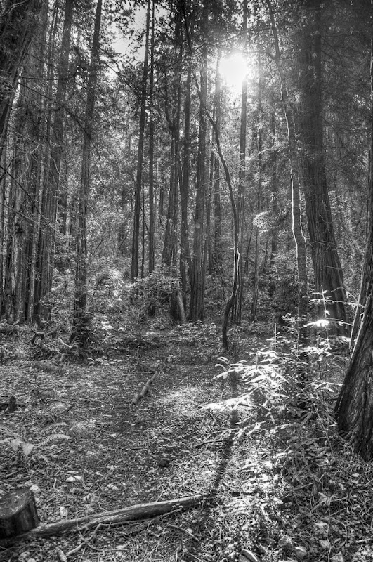 Muir Woods Black and White-3