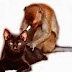FUNNY ANIMALS - NEW FUNNY GIFS AND HILARIOUS CLIPS