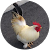 yoshihiro sonohara yoshihiro sonohara