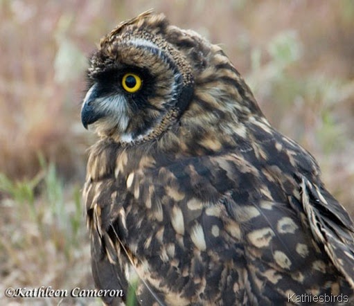 6-Short-eared-Owl-